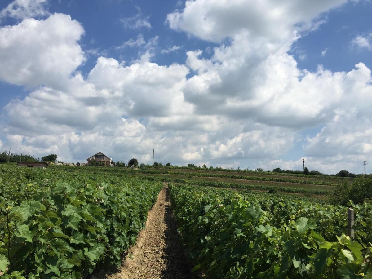 투르다 Wineyards Salin B&B 외부 사진